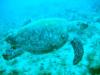 Hawksbill Turtle