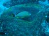 Striped Grunt in Barrel Sponge