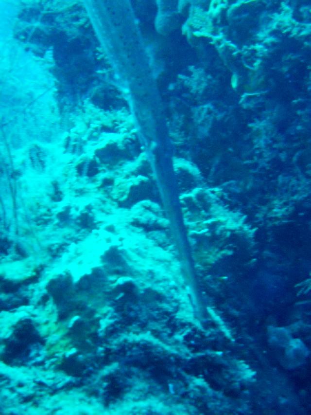 Trumpetfish