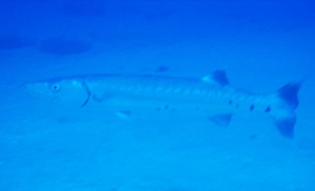 Great Barracuda