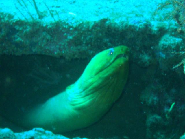 Green Moray Eel