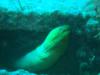 Green Moray Eel