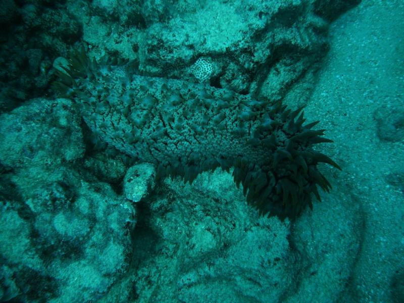 Pineapple Sea Cucumber in Rarotonga