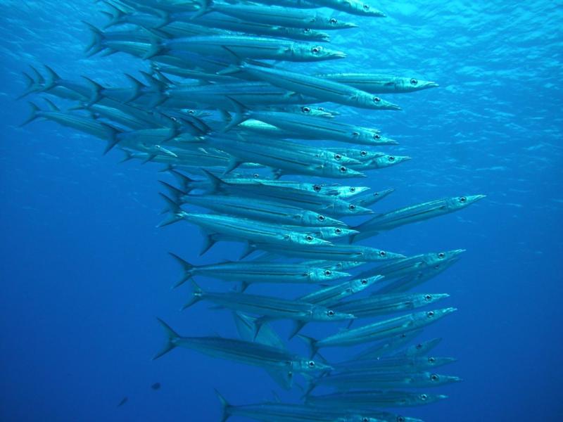 Barracuda in Rarotonga