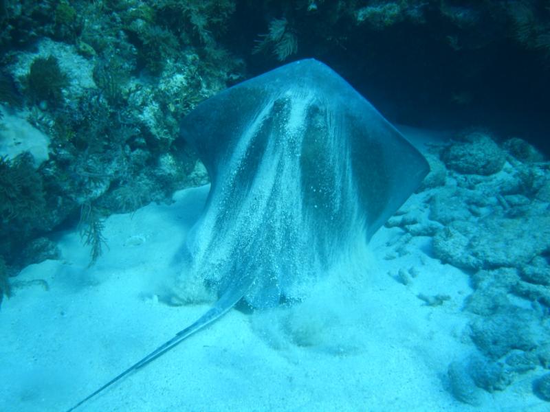 Stingray take off