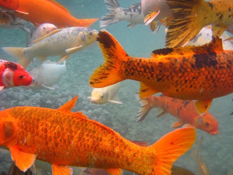 Koi at Vortex Springs