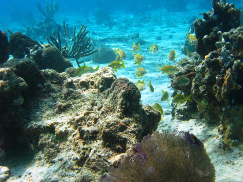 Cozumel