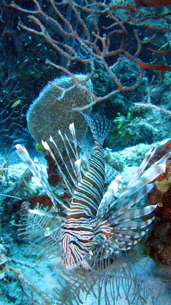 Nasty but beautiful - Belize Lionfish