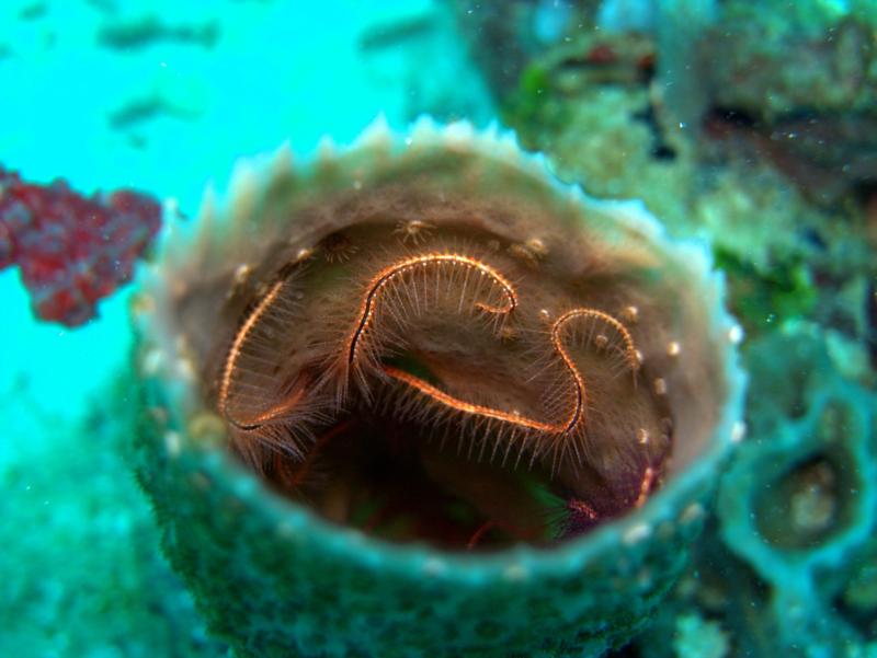 Brittlestar in Utila