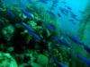 school of Creole Wrasse, Utila