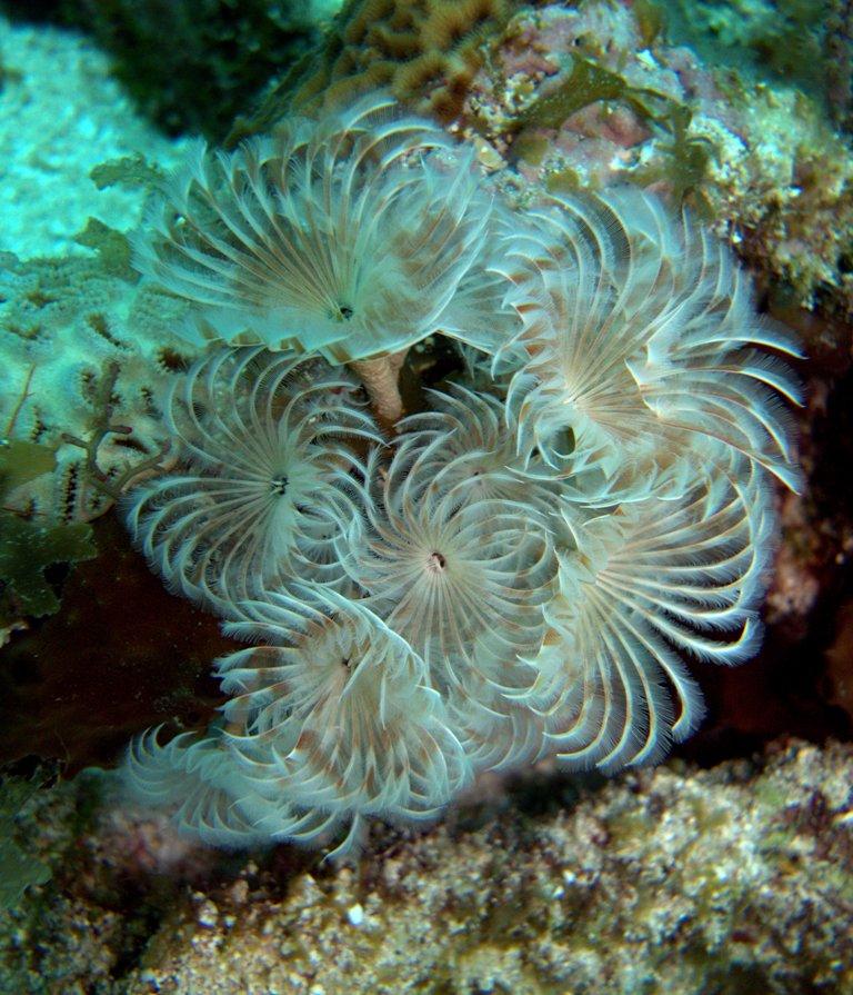 featherworm, Utila