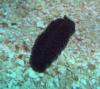 flatworm, Utila