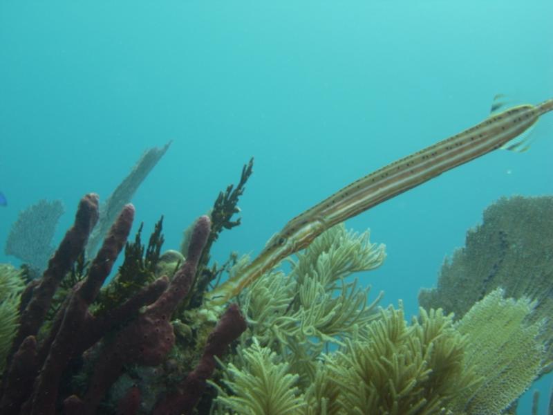 pipefish, Utila