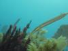 pipefish, Utila