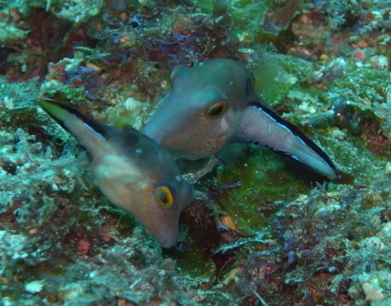 sharpnose puffers, Utila