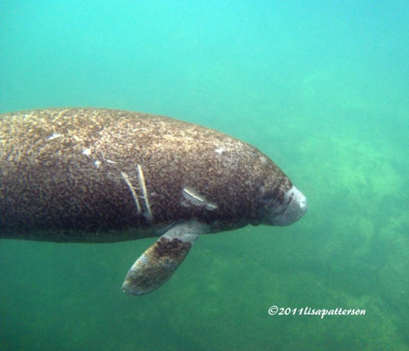 baby manatee at Crystal river