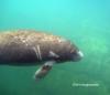 baby manatee at Crystal river