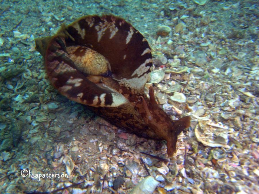 Sea Hare at St. Andrews