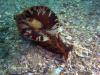 Sea Hare at St. Andrews