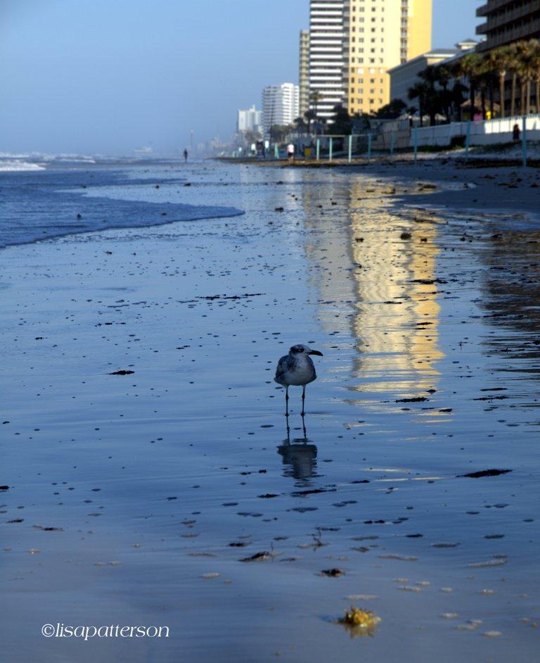 Daytona Beach