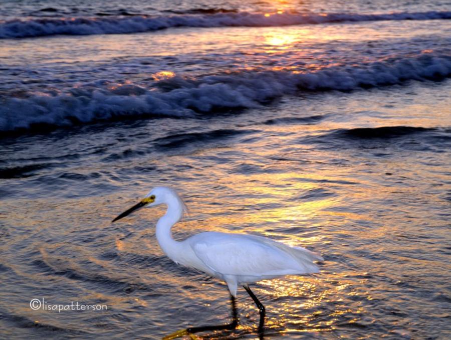 Panama City Beach FL