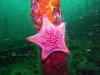Goniaster tessellatus starfish