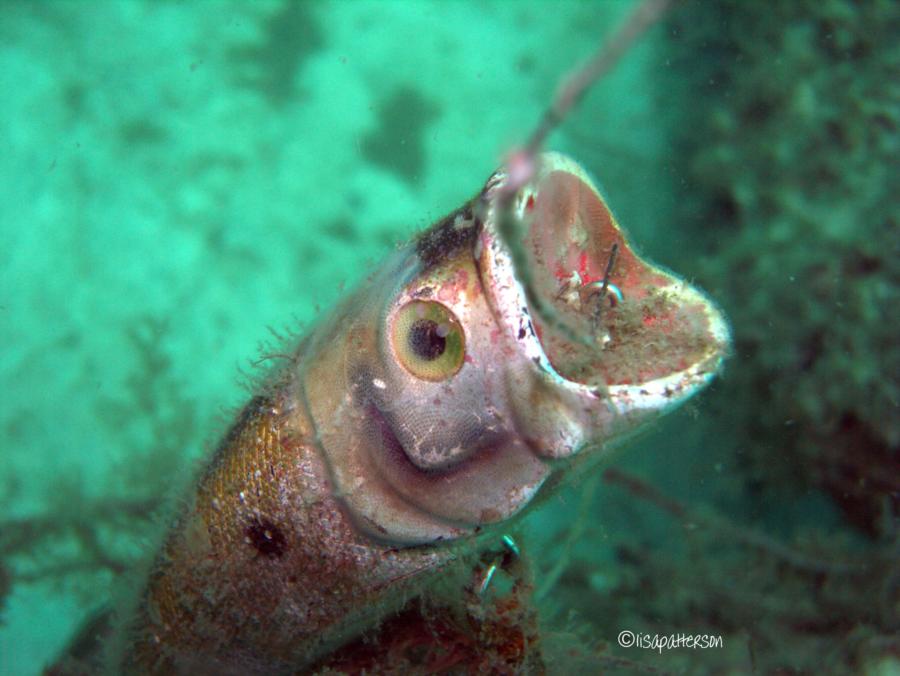 Rare Fish at PCB Jetties