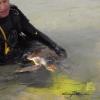 Turtle Rescue - oceanbound