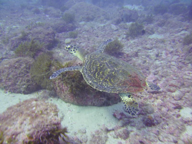 Sea Turtle In San Carlos, Mexico