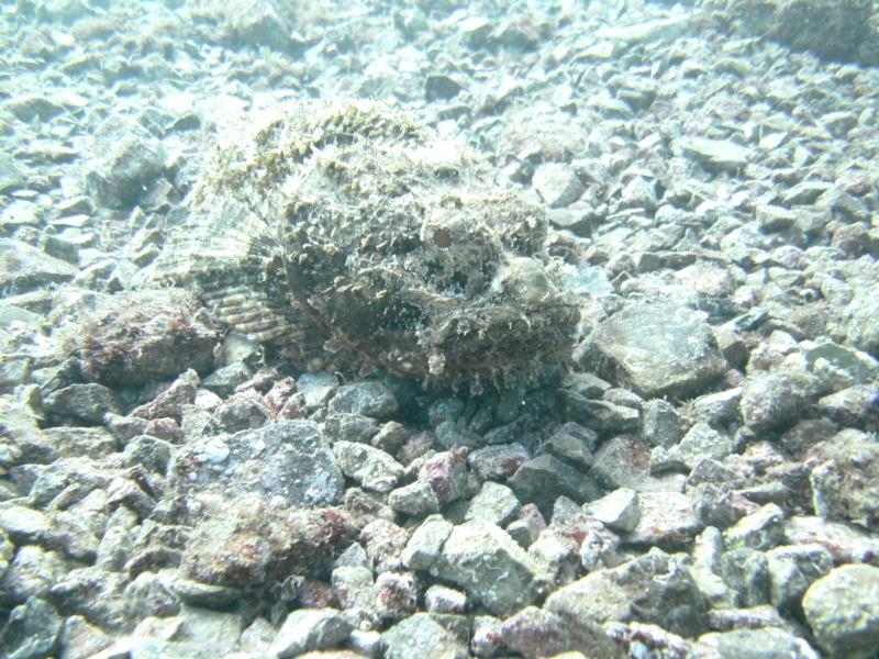 Rock fish in San Carlos, Mexico