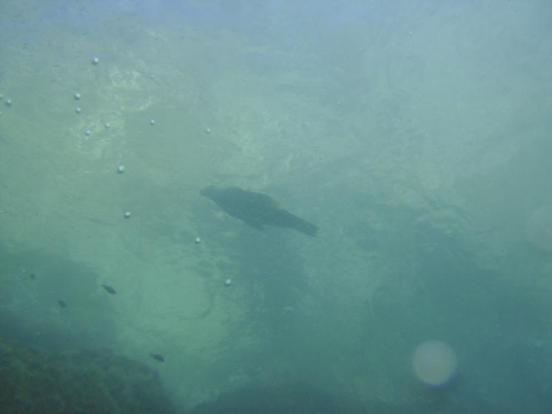 Sea Lion in San Carlos