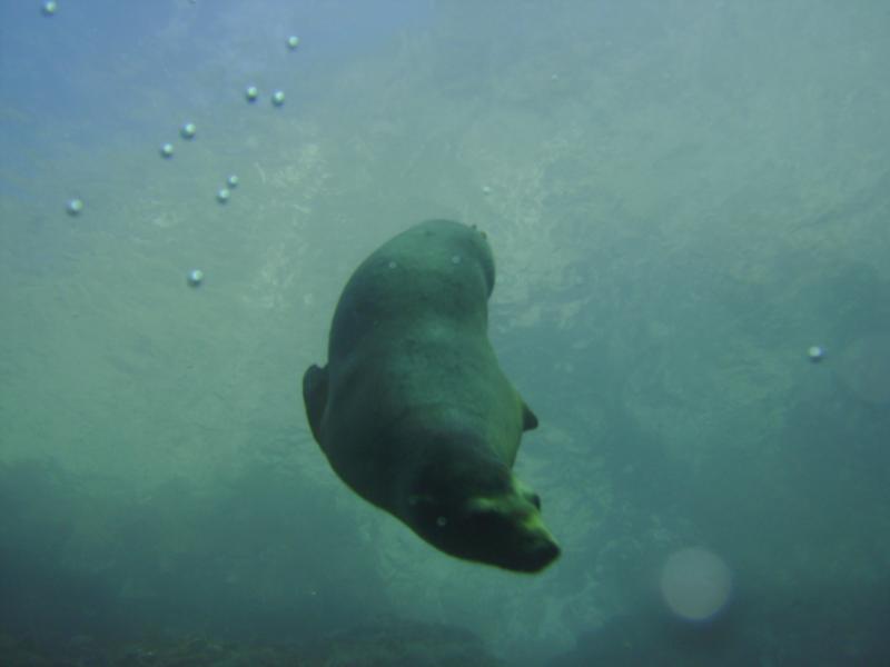 Sea Lion in San Carlos