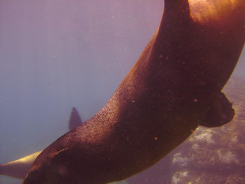 Sea Lion up close in San Carlos