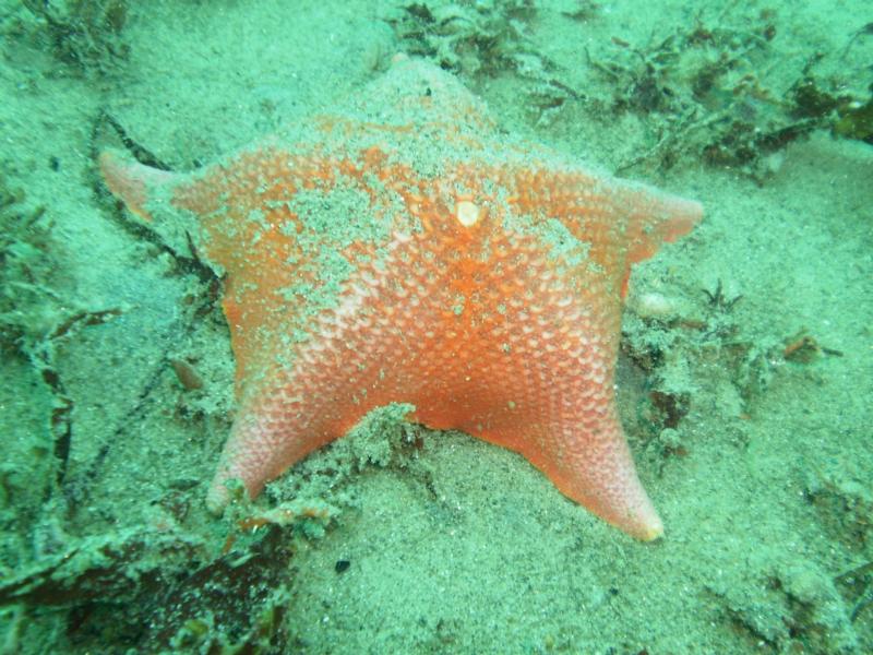 Starfish