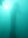 Kelp forest