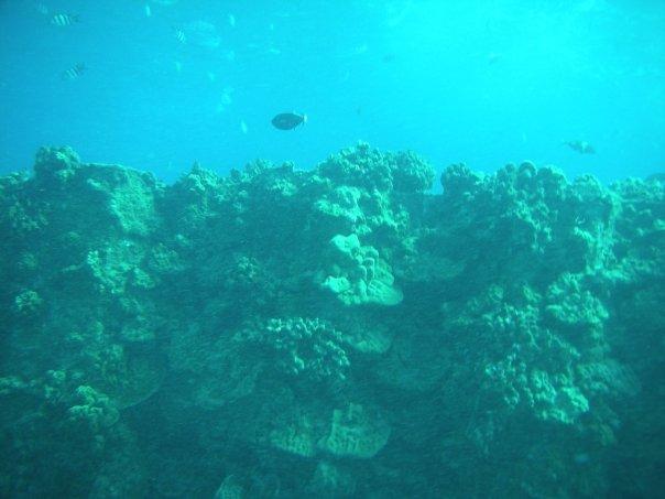 The reef on the pipe...view under the water, Electric Beach