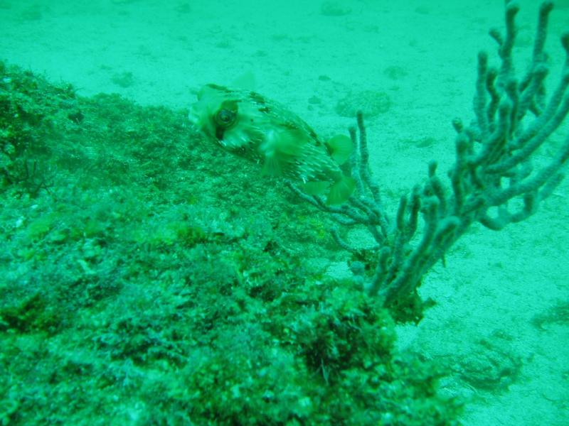 Puffer Fish Loreto Baja California , Mexico