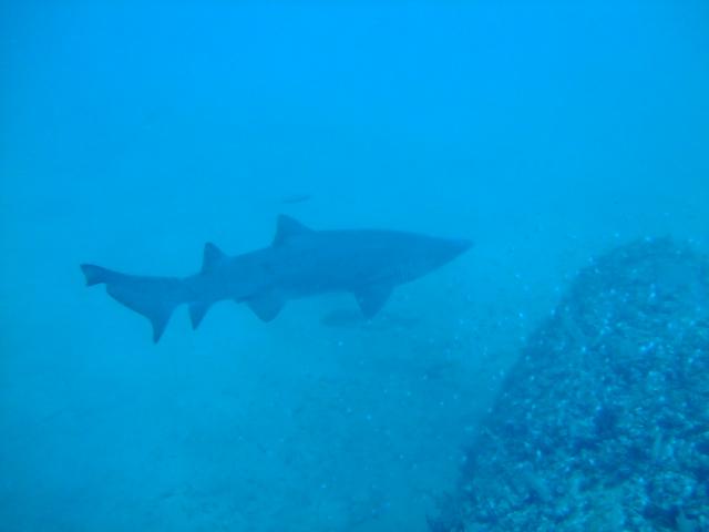 Sand Tiger, NC