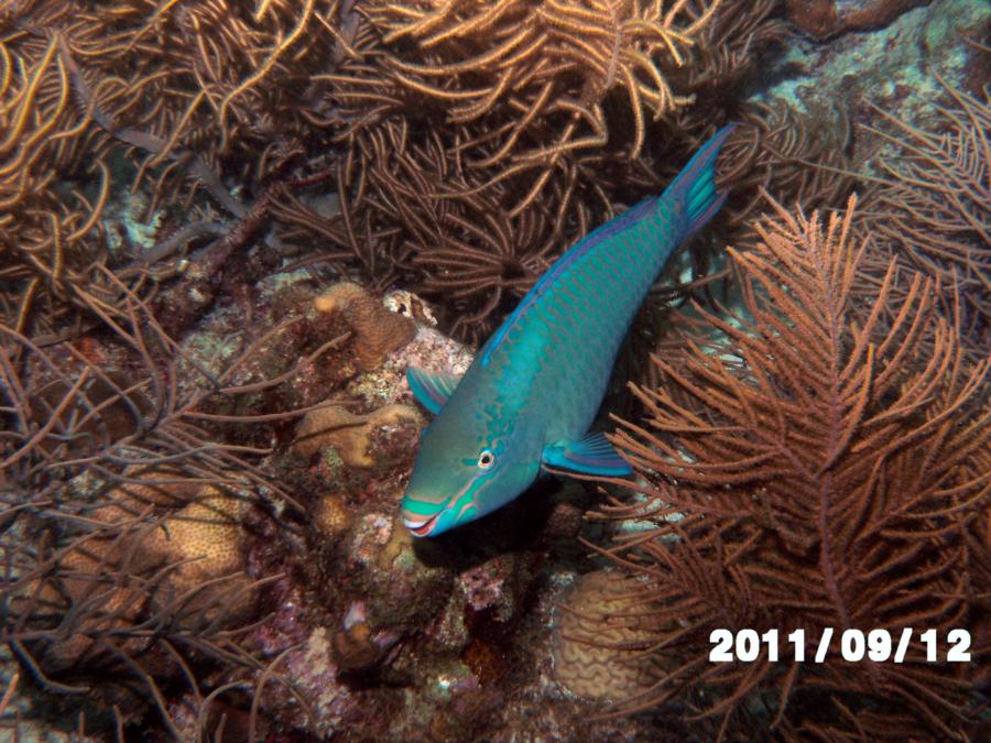 Greetings from Bonaire