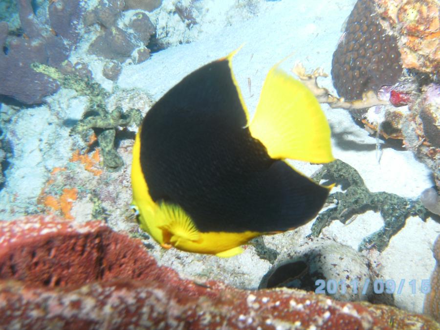 Bonaire 2011