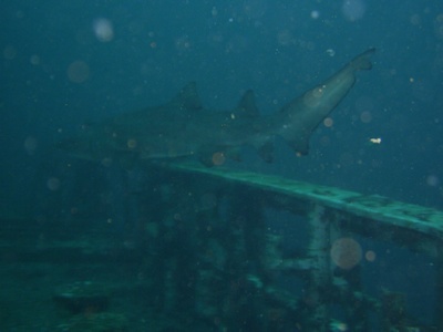 Sand Tiger - USCG Spar - NC