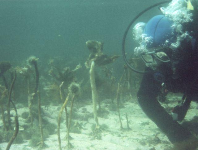 mark looking at sea  urchins