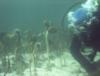 mark looking at sea  urchins