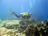 Chasing a cuda in Cozumel