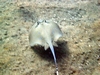 Stingray