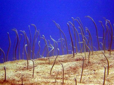 Garden Eels