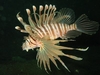 Lionfish