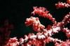 Pygmy Seahorse