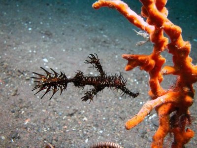 Ornate Ghost Pipefish