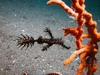 Ornate Ghost Pipefish